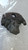 FORD C-MAX «III» (2015) IMPIANTO FRENANTE PINZA FRENO POST. DX. USATO Da 2015 in poi [[262312]]