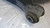 FORD C-MAX «III» (2015) ASSALE BRACCIO OSCILLANTE ANT. DX. USATO Da 2015 in poi [[262287]]