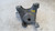 FIAT STILO (2002) MOTORE SUPPORTO GOMMA MOTORE USATO Da 2001 A 2005 [[263058]]