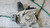 CITROEN C2 (2004) CRISTALLI ALZACRISTALLO PORTA ANT. SX. USATO Da 2003 A 2010 [[265156]]