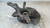 FIAT SEDICI (2006) ASSALE FUSELLO RUOTA ANT. DX. USATO Da 2009 in poi [[265270]]
