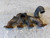 RENAULT CAPTUR «I» (2013) SCARICO E INIEZIONE COLLETTORE SCARICO USATO Da 2014 A 2017 [[266113]]