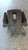 RENAULT MODUS (2005) IMPIANTO FRENANTE PINZA FRENO POST. SX. USATO Da 2010 A 2013 [[266371]]