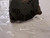FORD FOCUS «I» (1999) IMPIANTO ELETTRICO ALTERNATORE USATO Da 2002 A 2005 [[267927]]