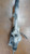 CITROEN C3 «II» (2010) STERZO SCATOLA STERZO C/SERVOSTERZO USATO Da 2009 A 2013 [[268788]]