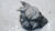 OPEL ASTRA «H» (2005) IMPIANTO ELETTRICO ALTERNATORE USATO Da 2004 A 2009 [[270825]]