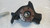 LANCIA DELTA «III» (2011) ASSALE FUSELLO RUOTA ANT. SX. USATO Da 2010 A 2014 [[270871]]