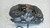 ALFA ROMEO GIULIA (2016) IMPIANTO FRENANTE PINZA FRENO ANT. DX. USATO Da 2016 A 2022 [[270965]]