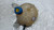 ALFA ROMEO GIULIETTA (2010) TERMICO VASCHETTA ACQUA USATO Da 2010 A 2013 [[272525]]