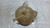 ALFA ROMEO GIULIETTA (2010) TERMICO VASCHETTA ACQUA USATO Da 2010 A 2013 [[272525]]
