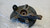DAIHATSU TERIOS «II» (2006) ASSALE FUSELLO RUOTA ANT. DX. USATO Da 2005 A 2009 [[274660]]