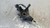 PEUGEOT 308 «I» SW (2008) ASSALE FUSELLO RUOTA ANT. DX. USATO Da 2008 A 2011 [[276494]]