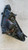 TOYOTA COROLLA VERSO «II» (2004) FANALERIA PROIETTORE ANT. DX. USATO Da 2005 in poi [[278288]]
