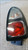 CITROEN C3 PICASSO (2009) FANALERIA FANALE POST. DX. USATO Da 2009 A 2012 [[278618]]
