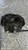 ALFA ROMEO GIULIETTA (2013) IMPIANTO FRENANTE PINZA FRENO ANT. DX. USATO Da 2015 A 2016 [[278778]]