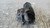 CITROEN C3 PICASSO (2009) IMPIANTO ELETTRICO MOTORINO AVVIAMENTO USATO Da 2009 A 2012 [[278584]]