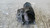 CITROEN C3 PICASSO (2009) IMPIANTO ELETTRICO MOTORINO AVVIAMENTO USATO Da 2009 A 2012 [[278584]]