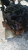 CITROEN C3 PICASSO (2009) SCARICO E INIEZIONE POMPA INIEZIONE USATO Da 2009 A 2012 [[278926]]