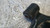 FIAT SEDICI (2006) ASSALE BRACCIO OSCILLANTE ANT. DX. USATO Da 2005 A 2009 [[279311]]