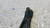 FIAT CROMA «II» (2007) ASSALE BRACCIO OSCILLANTE ANT. SX. USATO Da 2007 A 2011 [[279340]]