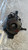 RENAULT MÉGANE «III» SW (2012) ASSALE FUSELLO RUOTA ANT. SX. USATO Da 2012 A 2014 [[279394]]