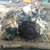 G. VICTORIA GLADIATOR (2011) MOTORE MOTORE COMPLETO USATO [[279624]]