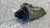VOLVO C30 (2007) IMPIANTO ELETTRICO MOTORINO AVVIAMENTO (REVISIONATO) USATO Da 2006 A 2009 [[279872]]
