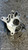 AUDI A3 «8P1» (2004) MOTORE POMPA A VUOTO USATO Da 2003 A 2008 [[280547]]