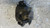 AUDI A4 «8K2» (2008) IMPIANTO FRENANTE PINZA FRENO ANT. DX. USATO Da 2007 A 2012 [[281035]]
