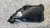 FORD FIESTA «VI» (2008) ALLESTIMENTI INTERNI GRIGLIA CONDOTTO ARIA CRUSCOTTO CENTRALE SUP. SX. USATO Da 2010 A 2012 [[281514]]