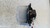 CHEVROLET CRUZE (2009) TERMICO MOTORINO VENTILAZIONE ABITACOLO USATO Da 2010 in poi [[281594]]