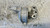 OPEL ASTRA «H» (2005) MOTORE SUPPORTO GOMMA MOTORE DX. USATO Da 2004 A 2009 [[281887]]