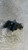 SUZUKI SPLASH (2008) MOTORE SUPPORTO MOTORE USATO [[282238]]