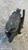 CITROEN C5 AIRCROSS (2018) IMPIANTO FRENANTE PINZA FRENO POST. DX. USATO Da 2018 A 2022 [[283137]]