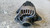 FIAT MULTIPLA «II» (2004) IMPIANTO ELETTRICO ALTERNATORE USATO Da 2004 A 2010 [[283610]]