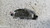 AUDI A5 «8TA» SPORTBACK (2012) TERMICO RESISTENZA MOTORINO VENTILAZIONE ABITACOLO USATO Da 2011 A 2017 [[283997]]