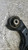 ALFA ROMEO GIULIETTA (2010) ASSALE BRACCIO OSCILLANTE ANT. DX. USATO Da 2010 A 2013 [[284016]]