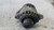 OPEL ZAFIRA «B» (2005) IMPIANTO ELETTRICO ALTERNATORE USATO Da 2005 A 2008 [[284147]]