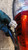 DAIHATSU TERIOS «I» (1997) FANALERIA FANALE POST. DX. USATO Da 2000 A 2006 [[284260]]