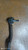 NISSAN QASHQAI «I» (2007) STERZO SCATOLA STERZO C/SERVOSTERZO USATO Da 2006 A 2010 [[286701]]