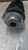 SUZUKI IGNIS «II» (2003) ASSALE AMMORTIZZATORE ANT. DX. USATO Da 2003 A 2008 [[286782]]