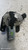 ALFA ROMEO GIULIETTA (2016) CRISTALLI MOTORINO TERGILUNOTTO USATO Da 2016 A 2018 [[287324]]