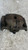 NISSAN QASHQAI «I» (2010) IMPIANTO FRENANTE PINZA FRENO ANT. SX. USATO Da 2010 in poi [[287777]]