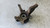 NISSAN MICRA «IV» (2013) ASSALE FUSELLO RUOTA ANT. SX. USATO Da 2013 in poi [[288067]]