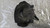 DACIA DUSTER «I» (2010) IMPIANTO FRENANTE PINZA FRENO ANT. SX. USATO Da 2010 A 2013 [[288473]]