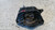 OPEL CORSA «F» (2019) MOTORE SUPPORTO GOMMA MOTORE DX. USATO Da 2019 in poi [[289512]]