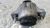 JAGUAR XE (2015) MOTORE SUPPORTO GOMMA MOTORE SX. USATO Da 2015 in poi [[290028]]