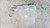 FORD FOCUS «V» (2022) TERMICO VASCHETTA ACQUA USATO Da 2022 in poi [[291435]]