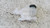 FORD FOCUS «V» (2022) TERMICO VASCHETTA ACQUA USATO [[291468]]