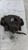 FORD FIESTA «VII» (2017) IMPIANTO FRENANTE PINZA FRENO ANT. DX. USATO Da 2017 A 2021 [[292241]]
